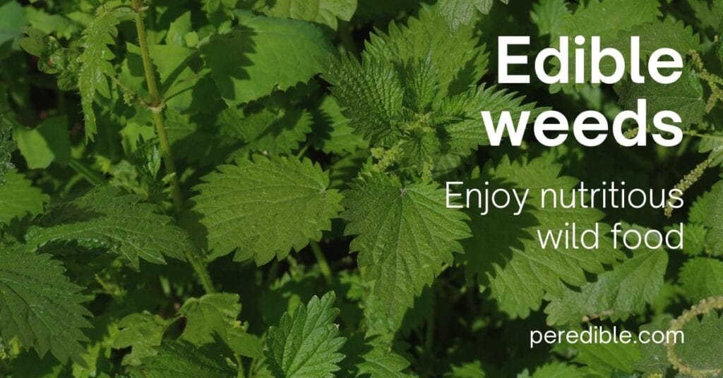 Edible Weeds: Enjoying nutritious wild food - Peredible