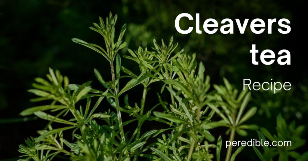 Cleavers Tea Tasty, cleansing and free Peredible