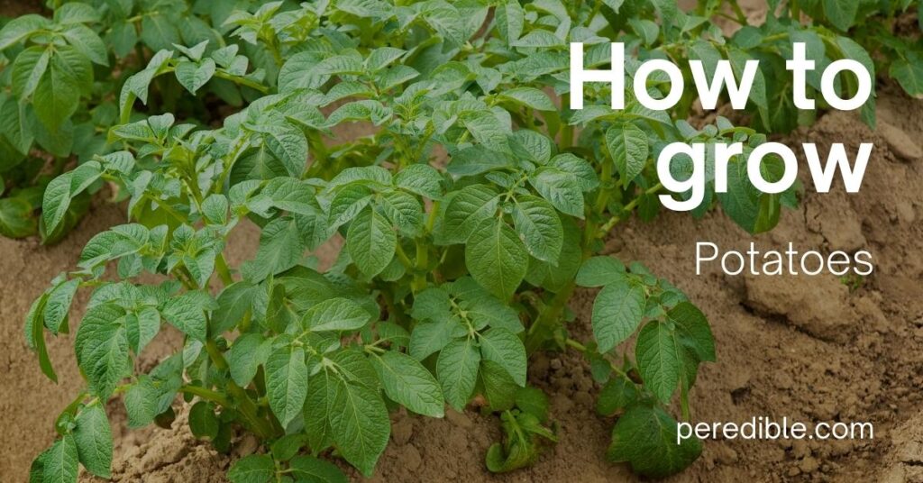 How To Grow Potatoes 1024x536 